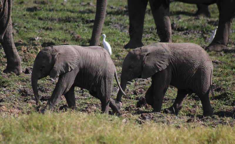 Rare Twin Elephant Calves - Amboseli, Kenya