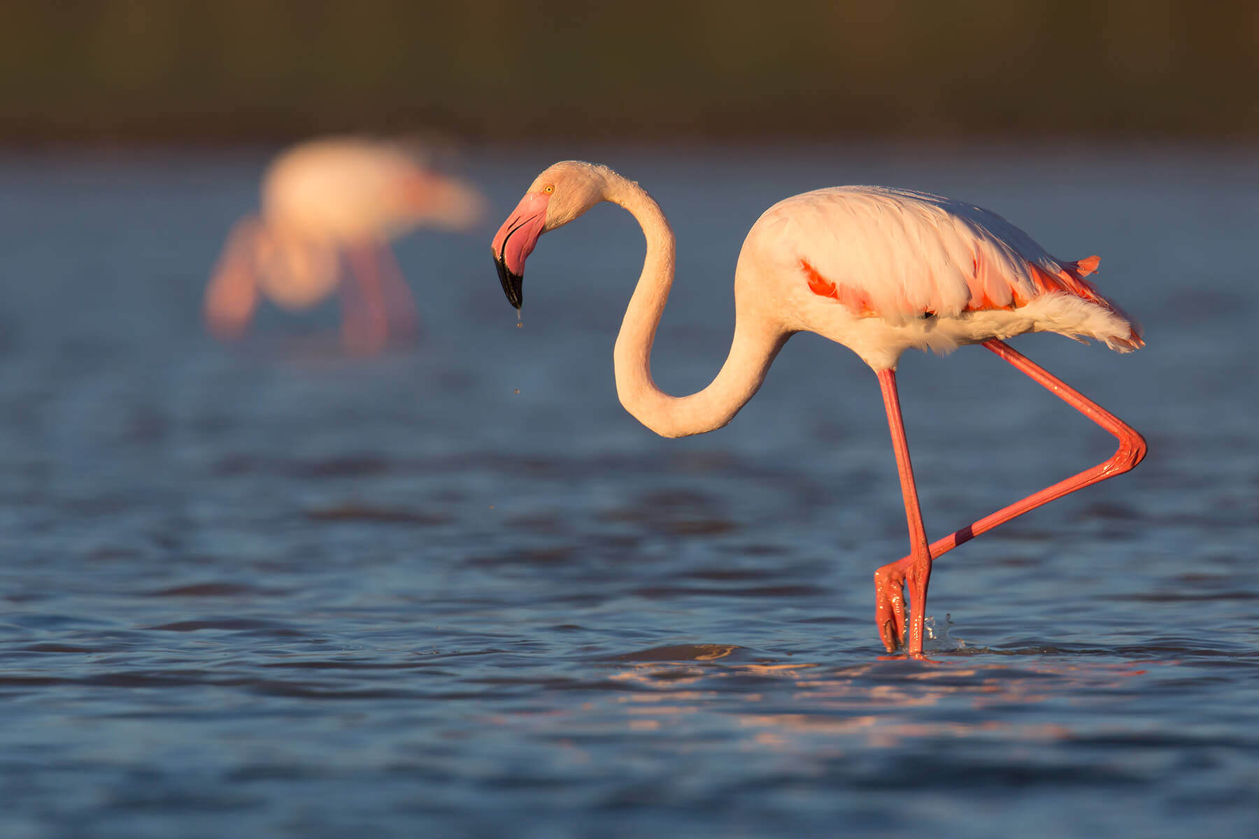 Flamingo Safari in Kenya