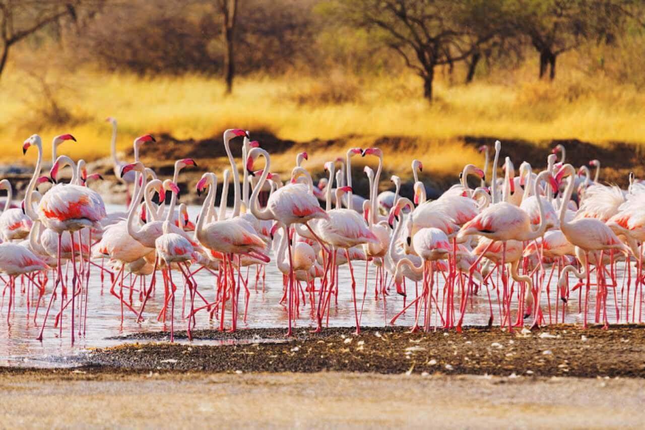 Admire the Flamingos in Lake Bogoria and Lake Baringo Kenya safari