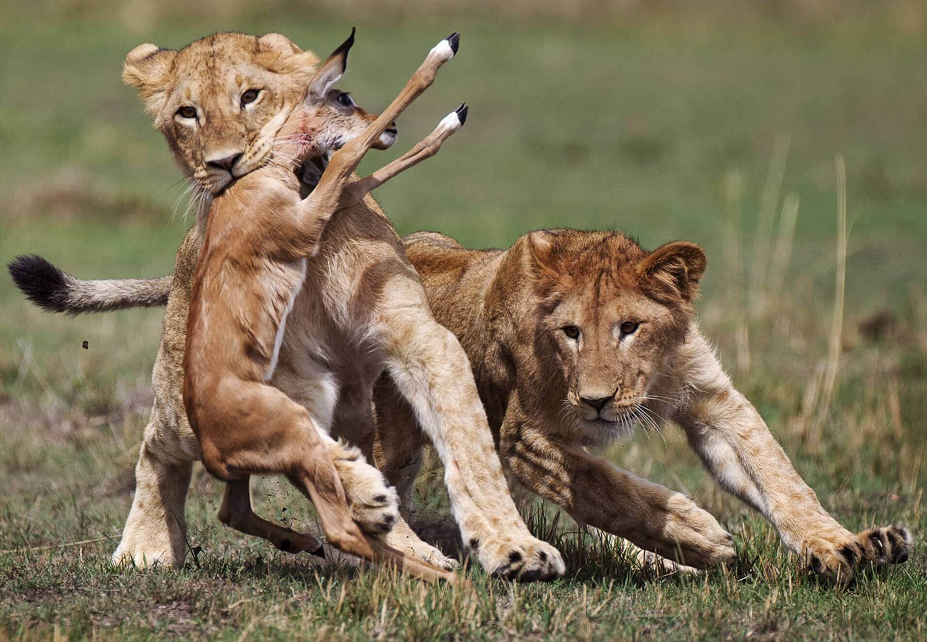 Thrilling Kenya Safari