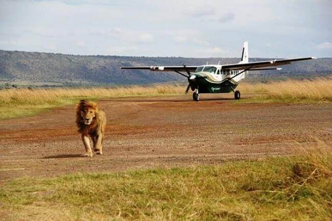 Masai Mara Luxury Camping and Flying Safari in Kenya