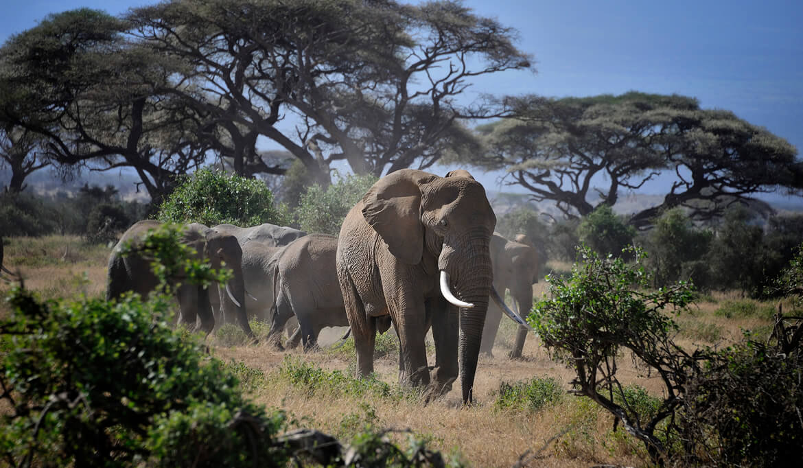 Amboseli N. Park