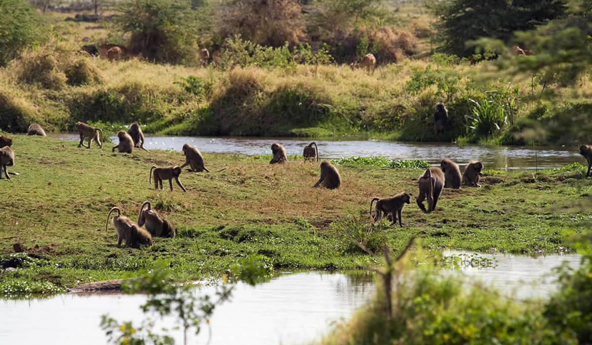 Lake Manyara N. Park