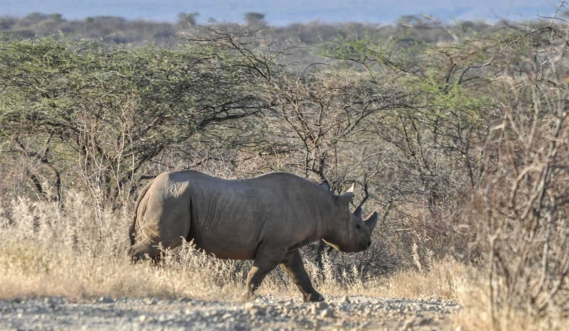 Nairobi N. Park