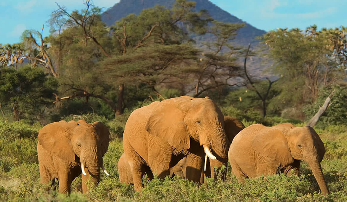 Samburu Reserve