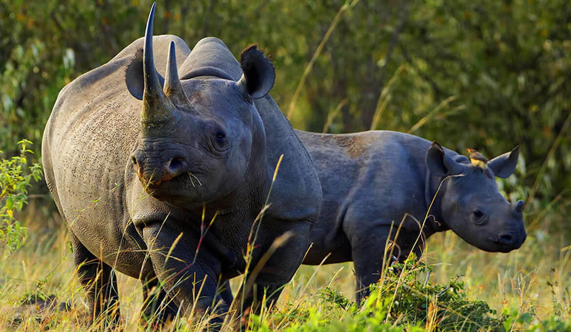 Ol Pejeta Conservancy