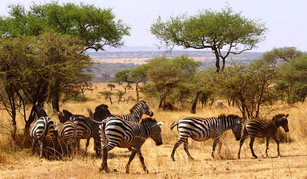 Tsavo East N. Park