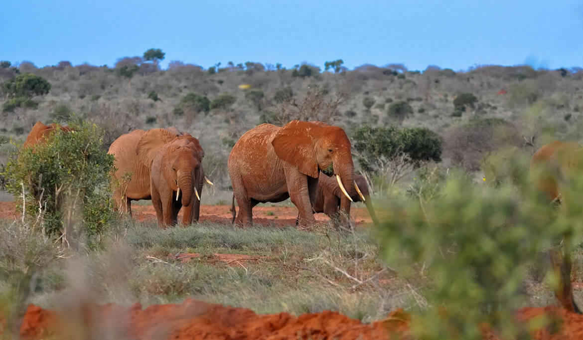 Tsavo West N. Park