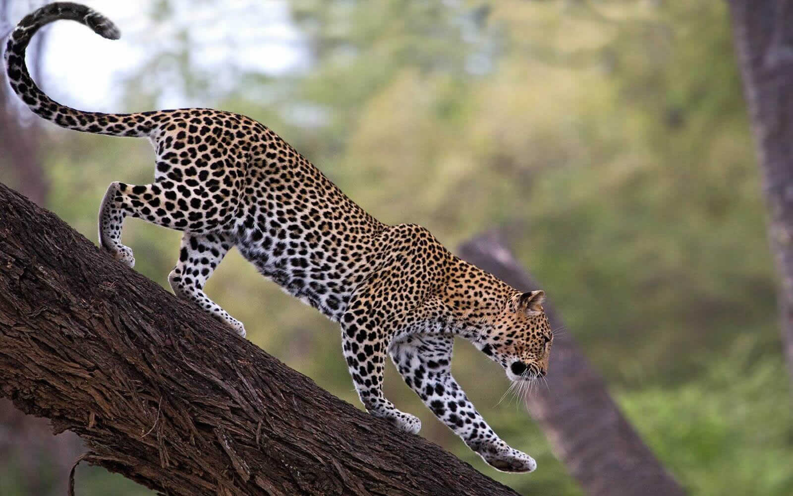 Wildlife Safari in Kenya