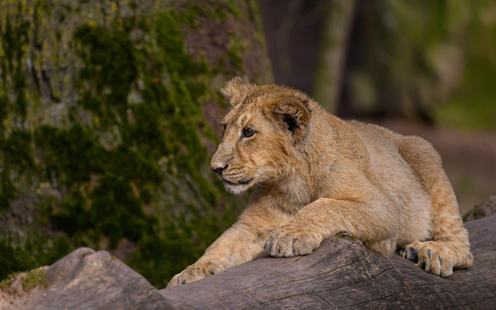 Kenya Luxury Safari