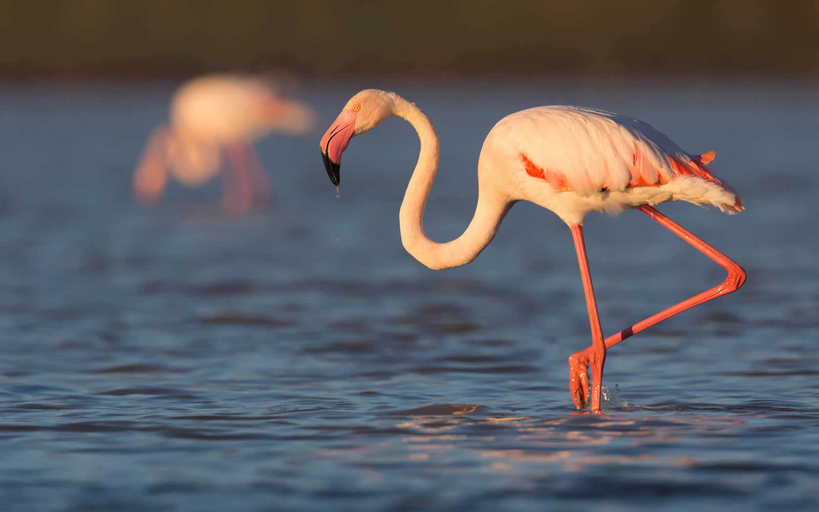 Flamingo Safari in Kenya