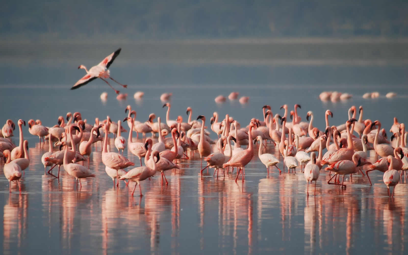 Lake Bogoria and Lake Baringo Flamingo safari