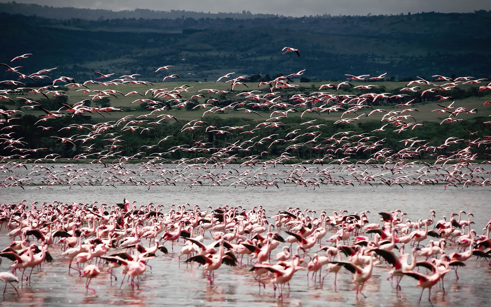 Birdwatching Safari