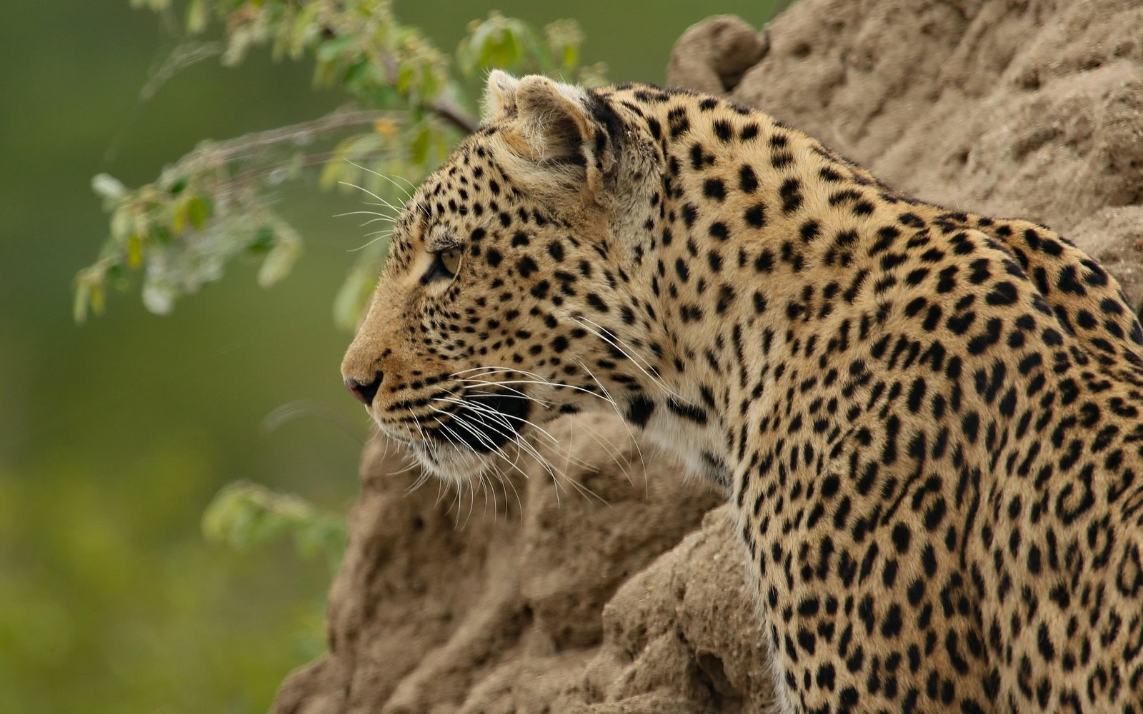 Samburu Aberdare and Amboseli Safari