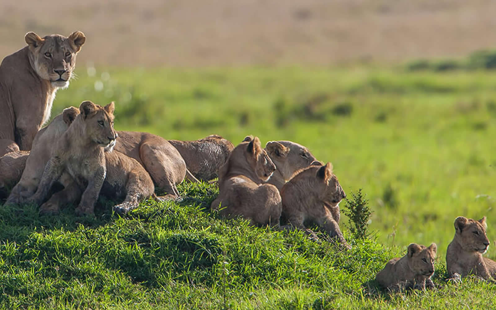 The Maasai Land Safari